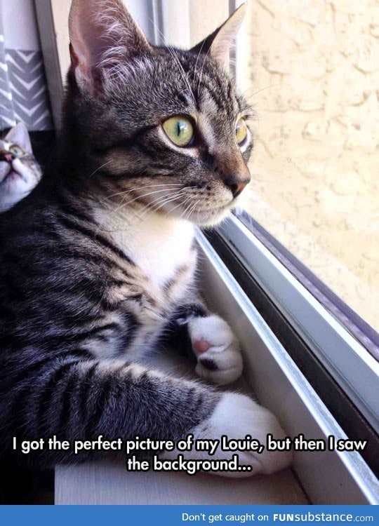 Cat's Glorious Photobomb