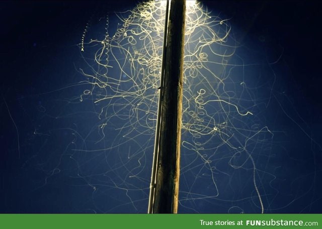 Long exposure of bugs under street lamp