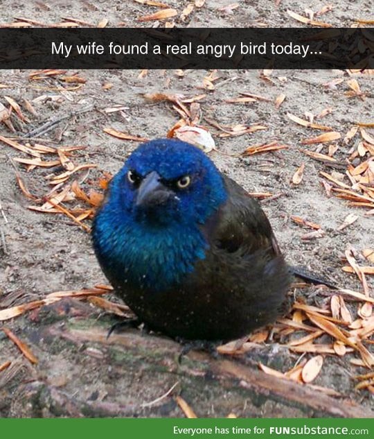 This guy is a real life angry bird