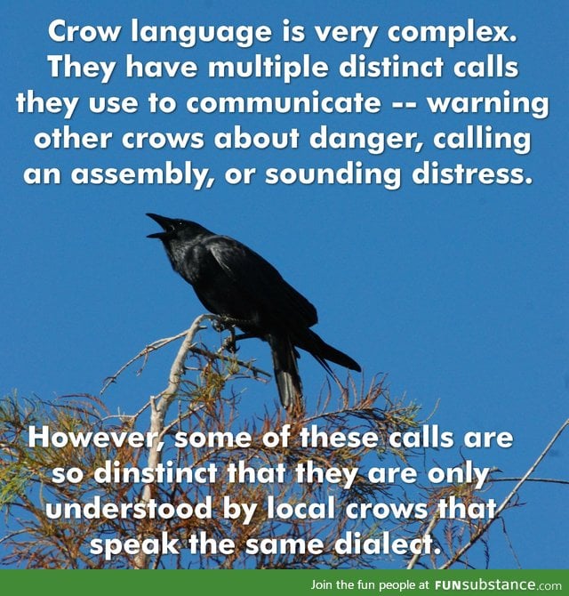 Crow fact