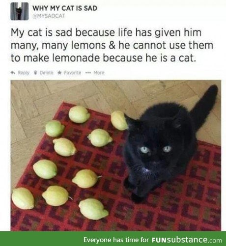 Giving lemon to cat