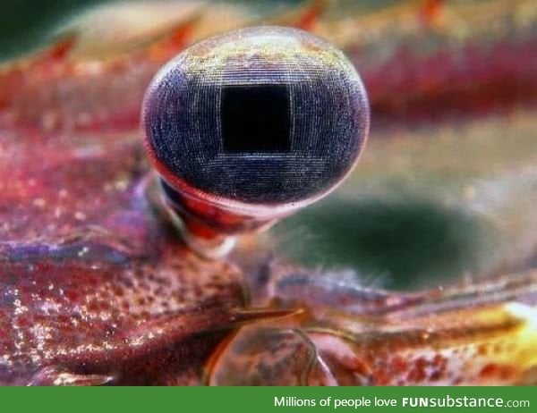 The eye of a palaemonid shrimp