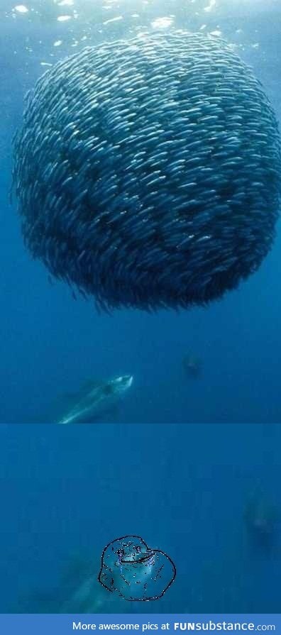 Forever alone: Ocean edition