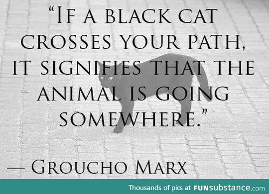 If a Black Cat Crosses Your Path