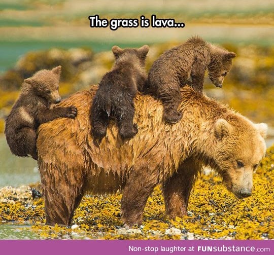 Little bears playing