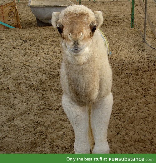 Day 4 of your daily dose of cute: it's hump day!!!