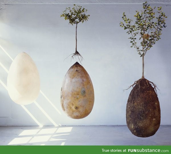 This is an egg-shaped biodegradable coffin called Capsuli Mundi