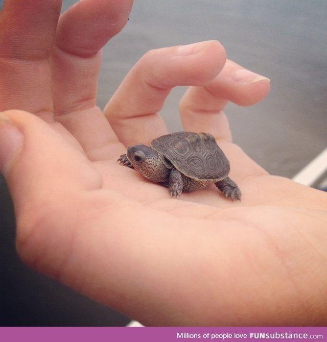 Super tiny turtle