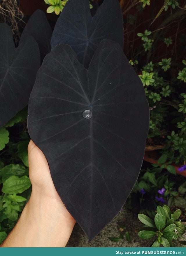 This black leaf of Colocasia Esculenta 'black magic'