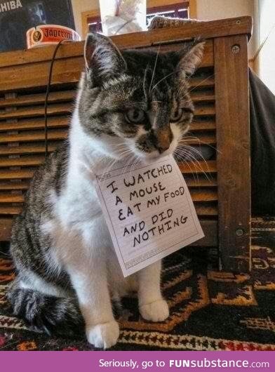 Cat shaming