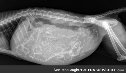 X-ray image of a pregnant cat with six kittens