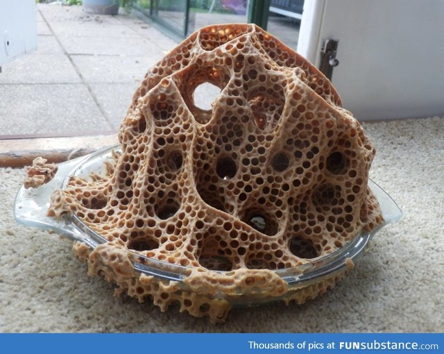 A friend left a glass bowl outside, and a wasp nest happened to be nearby