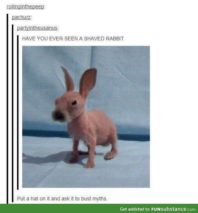 Shaved rabbit.