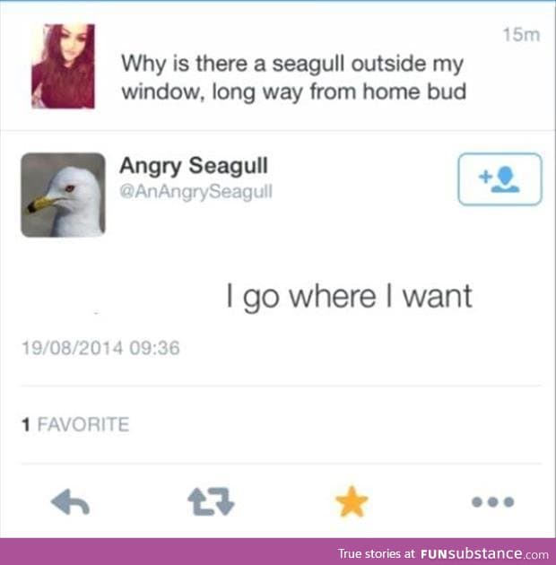 Don't argue with an angry seagull!