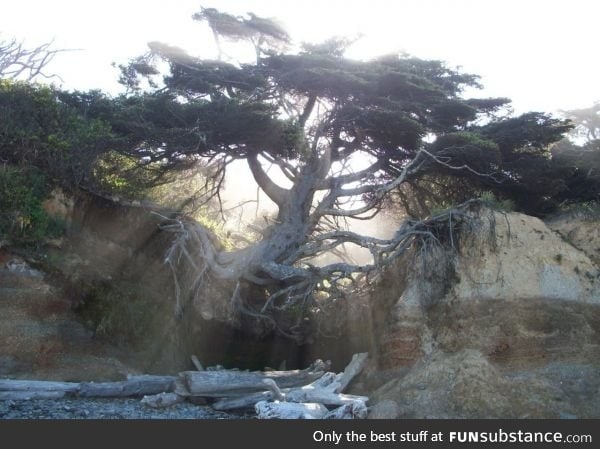 Tree holding onto an eroding rock