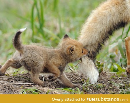 Day 11 of your daily dose of cute: Rawr!! I got your tail!!