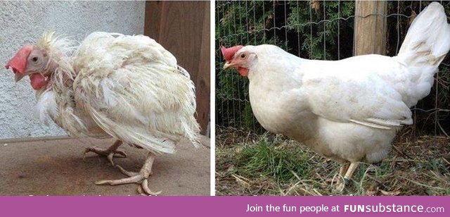 A caged chicken on the day she was let out of her cage. Here she is, 3 months later