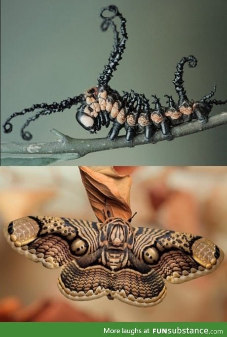 The Brahmin moth before and after metamorphosis