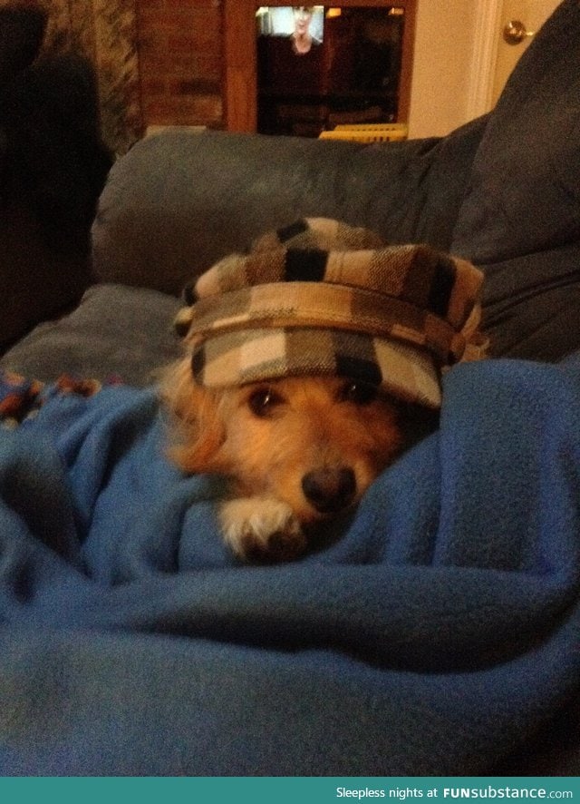 I put my hat on my dog and she became even more adorable