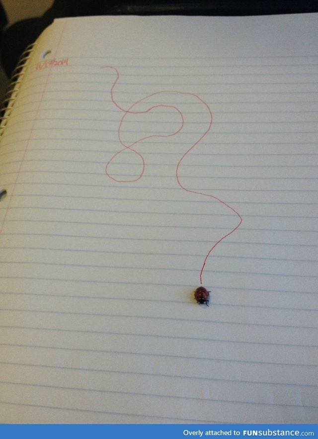 This ladybug landed on my binder so I decided to track its adventure