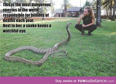 Most dangerous creature
