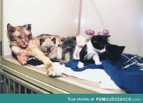 Mother cat walks through flames 5 times to save kittens