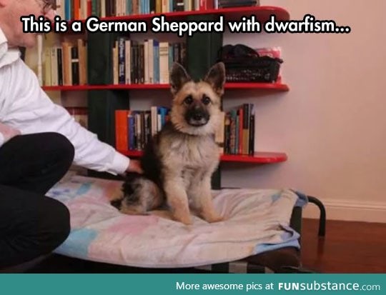 What is this, a german sheppard for ants?