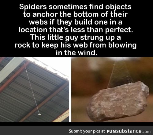 Spiders sometimes find objects to anchor the bottom of their webs