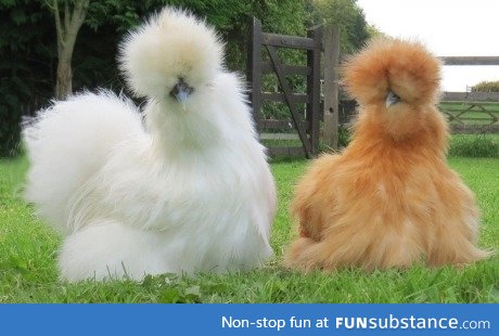 The fluffiest of fluffy fluff. Silkie Chickens