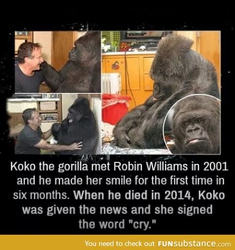 Gorilla sad for Robin Williams' death
