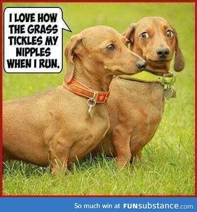 Dachshunds dirty