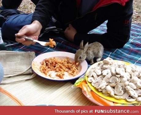 When a cute rabbit steals your spaghetti