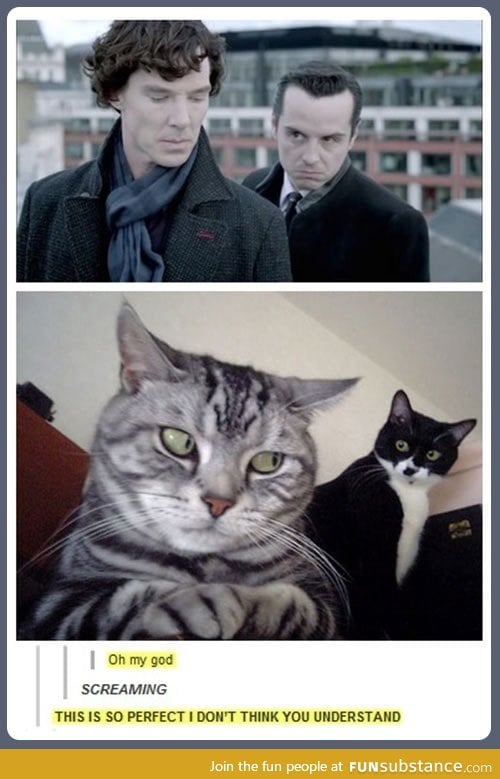 Sherlock vs Cats: Who's Cuter?