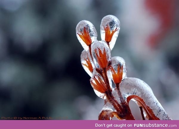 Flowers after ice storm