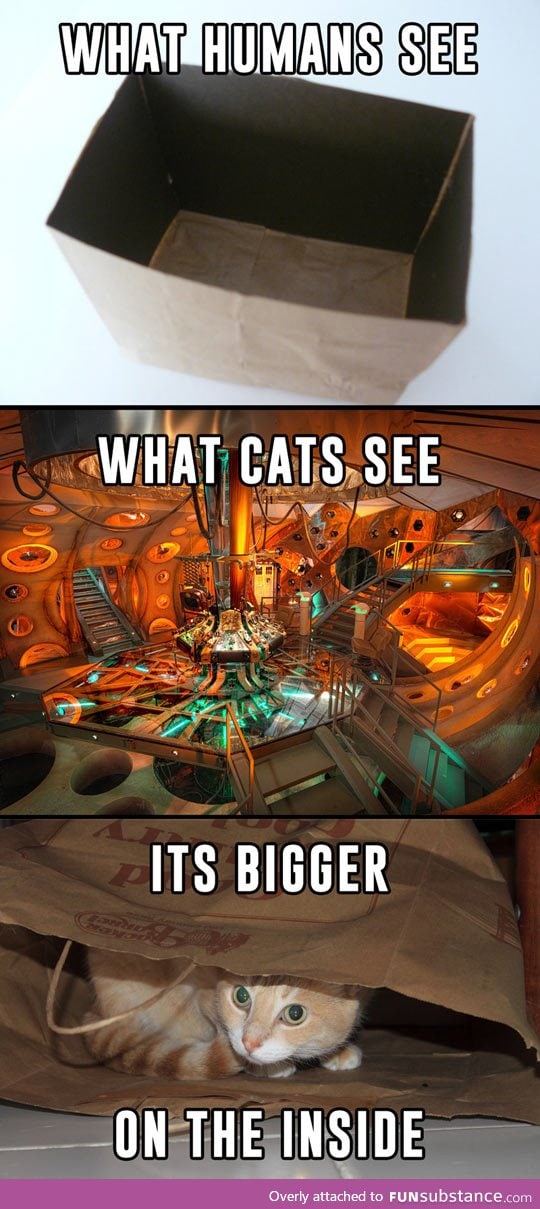 How cats see the world