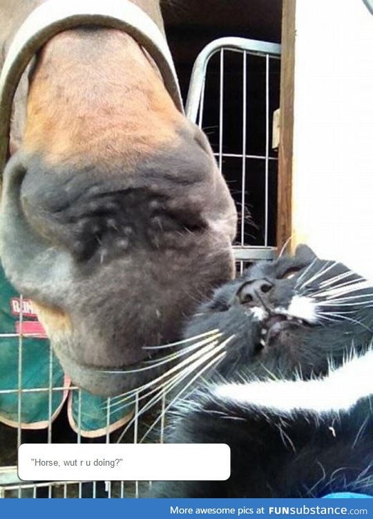 Horse Doesn't Respect Personal Space