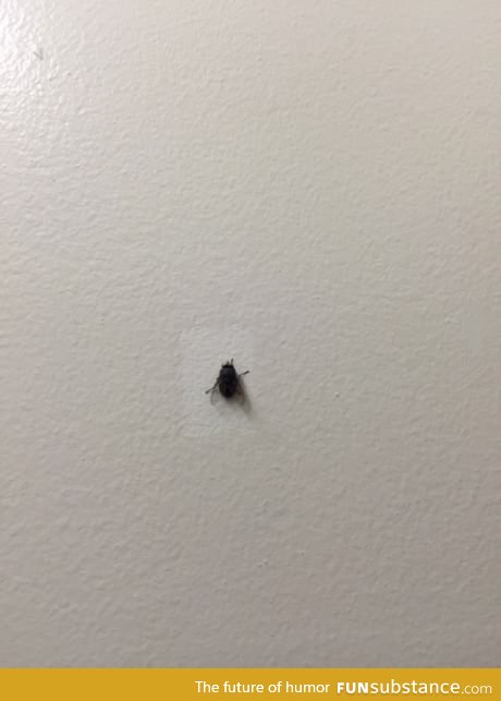 This fly hasn't moved in ten years at work. They paint around him