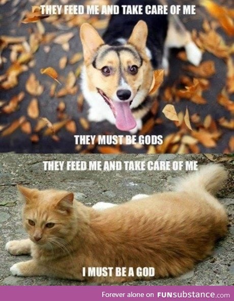 The mindset of a dog vs a cat