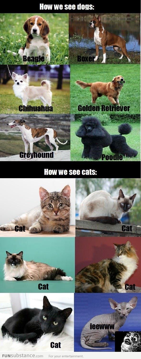 How I see cats and dogs