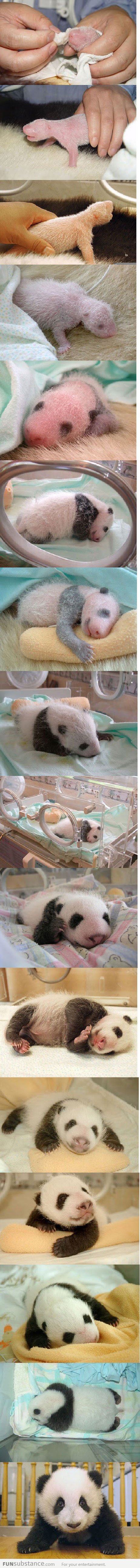 Baby Panda comes to the world