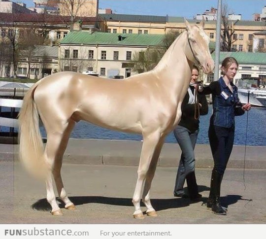 The most beautiful horse in the world