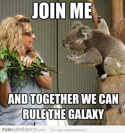 The force is strong with this koala...