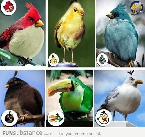 Real life angry birds?
