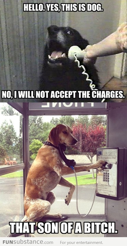 A collect call from dog...