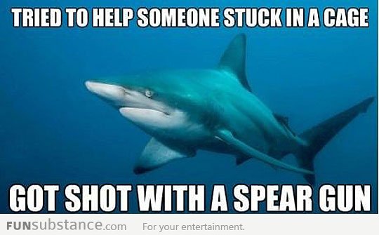 Is tough being a shark...