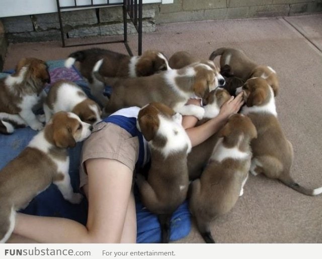 A pile of puppies attacking a helpless human