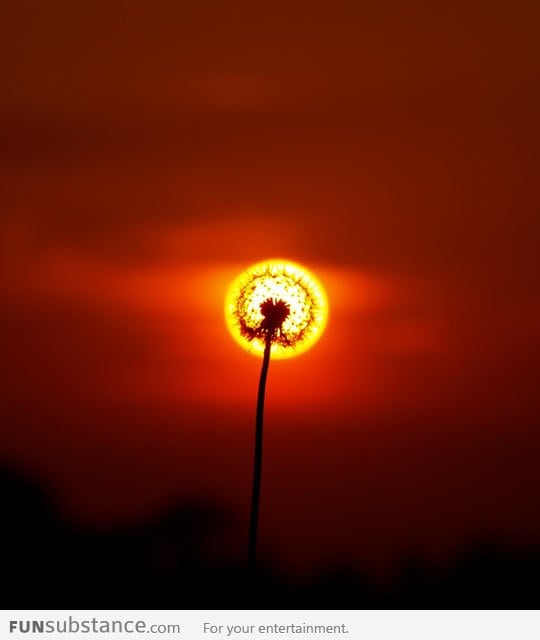 Aligned Dandelion