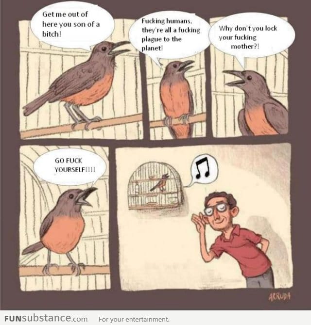 What birds are actually saying