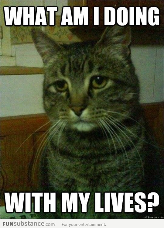 Depressed Cat on YOLO