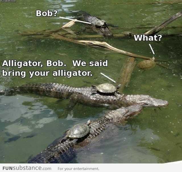 Turtles on alligators